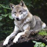 The Echo of the Last Wolf: How a 1920s Extinction Shifted Global Conservation Ethics