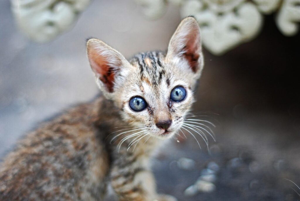 The Feline Invasion: Australia's Ongoing Struggle to Protect Biodiversity