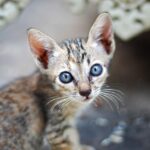 The Feline Invasion: Australia's Ongoing Struggle to Protect Biodiversity