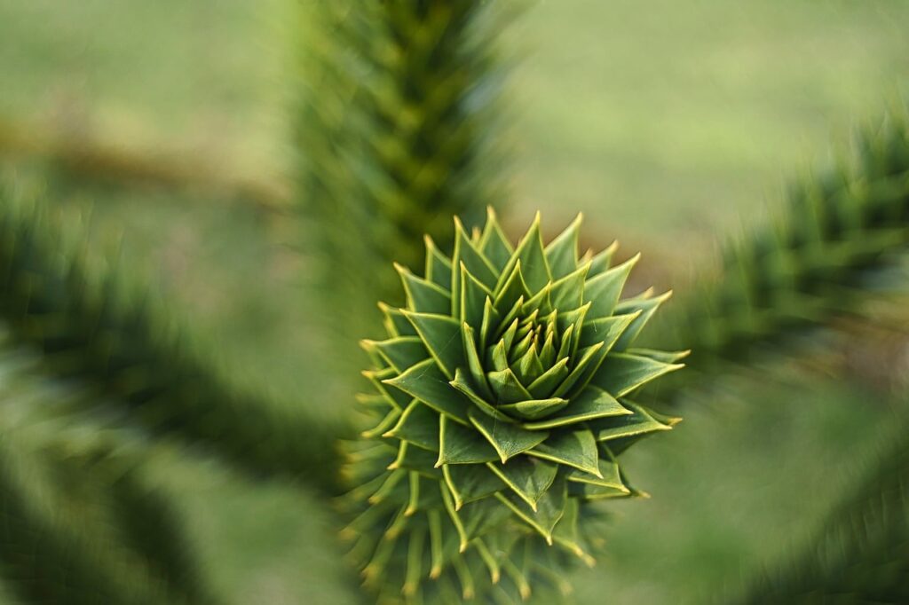 The Monkey Puzzle Tree: Chile's Living Monument Faces Modern Challenges