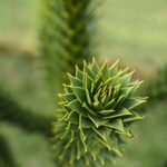 The Monkey Puzzle Tree: Chile's Living Monument Faces Modern Challenges