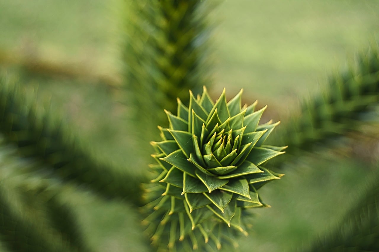 The Monkey Puzzle Tree: Chile's Living Monument Faces Modern Challenges