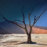 The Tragedy of the Tree of Ténéré: How the World's Most Isolated Tree Was Destroyed