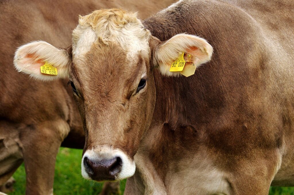 Canadian Dairy Farmers Urge Government to Resist U.S. Trade Concessions