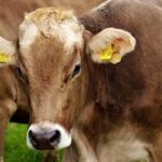 Canadian Dairy Farmers Urge Government to Resist U.S. Trade Concessions