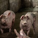 Two pigs in an indoor pen on a farm, showcasing their natural environment.