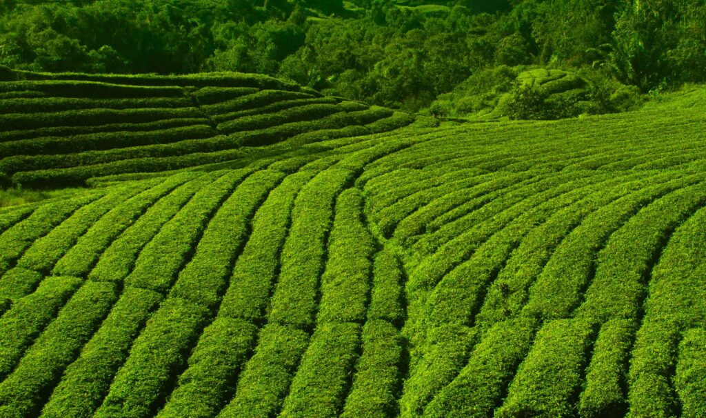 Vibrant tea plantations in Ciwidey, West Java, showcasing lush greenery and scenic landscapes.