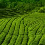 Vibrant tea plantations in Ciwidey, West Java, showcasing lush greenery and scenic landscapes.