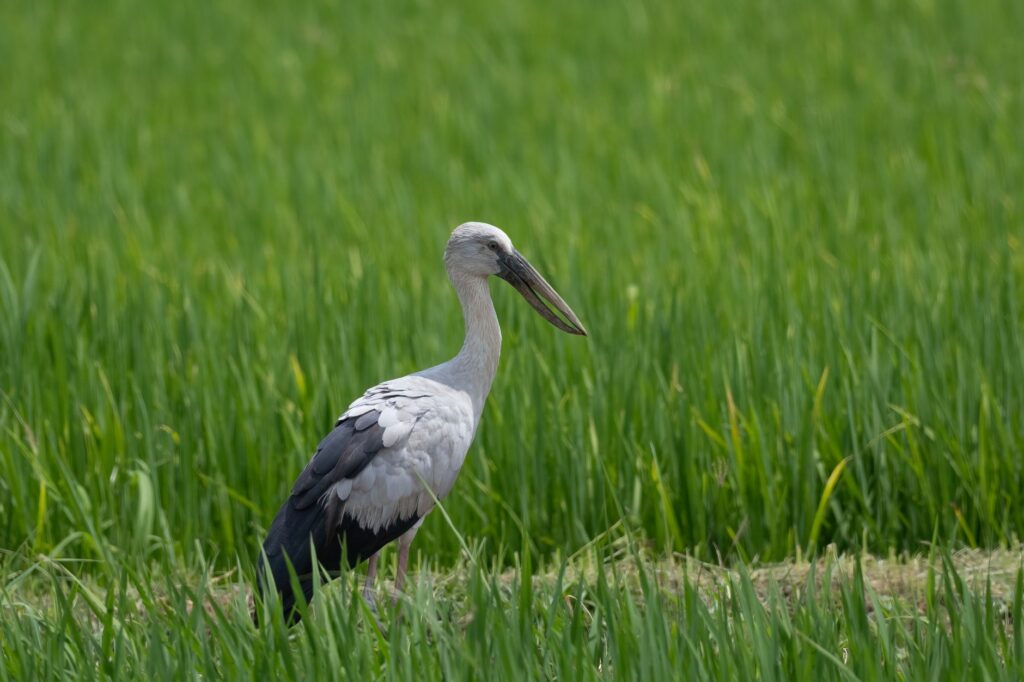 Asian Openbill stork standing gracefully in a vibrant green marshland.