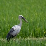 Asian Openbill stork standing gracefully in a vibrant green marshland.