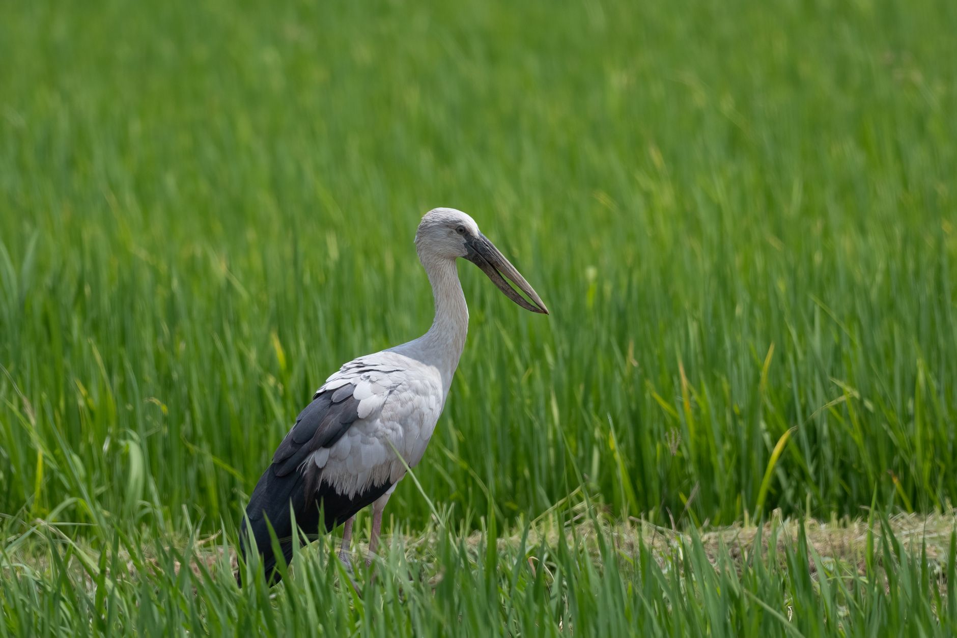 Asian Openbill stork standing gracefully in a vibrant green marshland.