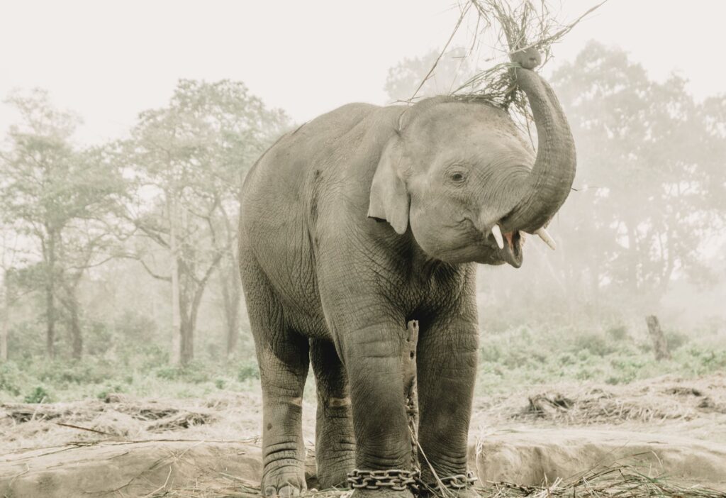 A young Asian elephant stands in a serene forest, raising its trunk while chained.