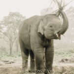 A young Asian elephant stands in a serene forest, raising its trunk while chained.