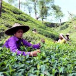 South Asian women working in a verdant tea plantation harvesting leaves during the day.