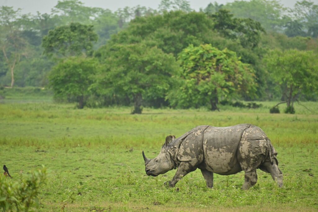 A majestic Indian rhinoceros walking through a verdant forest, showcasing its natural habitat.