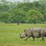 A majestic Indian rhinoceros walking through a verdant forest, showcasing its natural habitat.