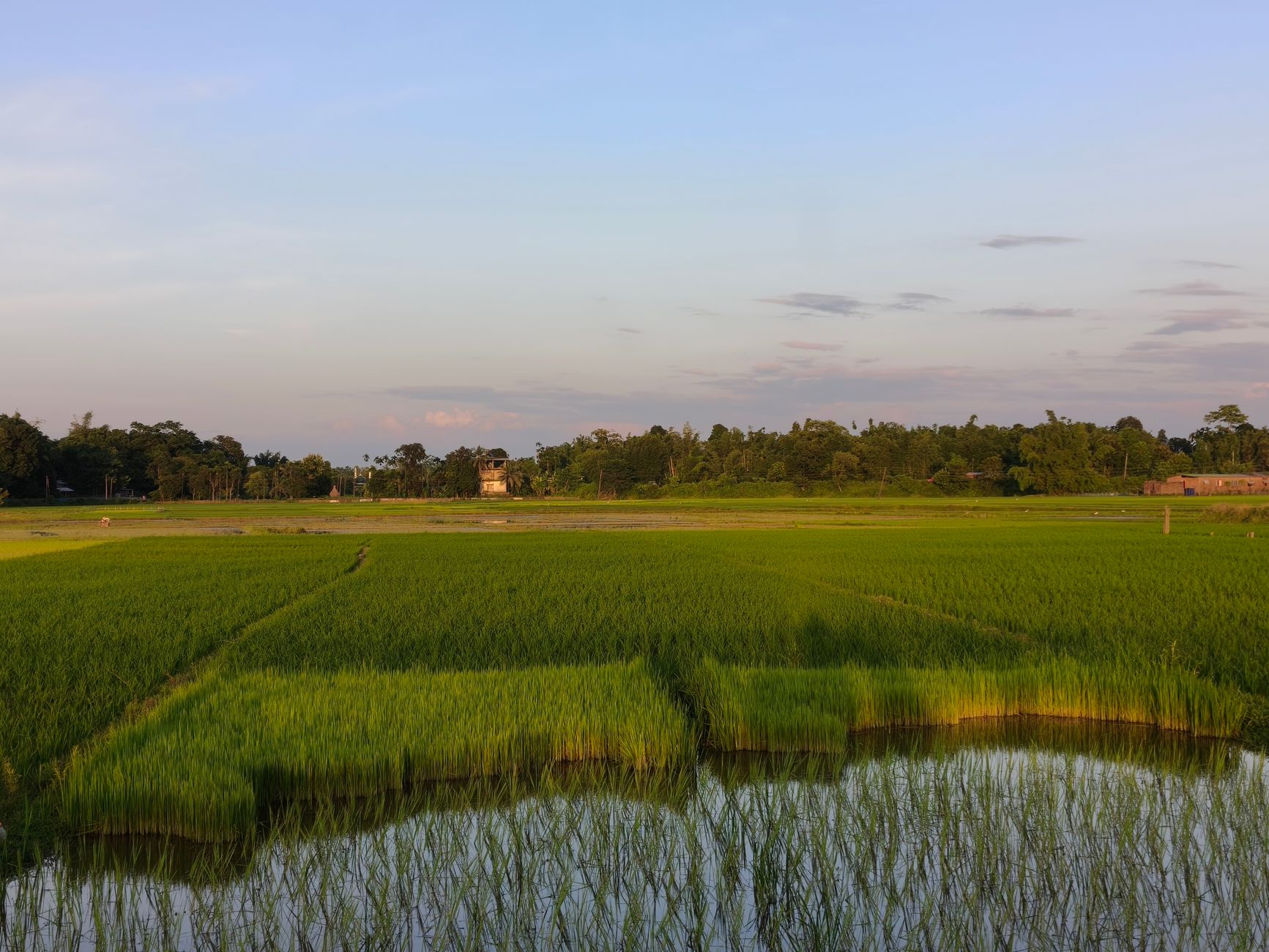 Beautiful view of vibrant green rice paddies during sunset in Silchar, India, capturing nature's serenity.