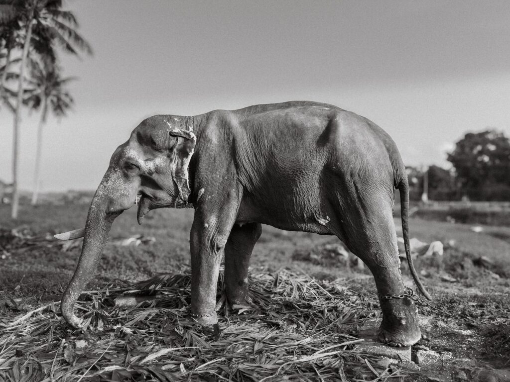 A detailed black and white photo of an elephant standing in a rural Indian landscape.