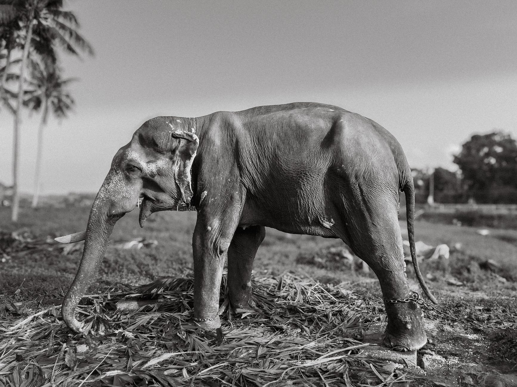 A detailed black and white photo of an elephant standing in a rural Indian landscape.