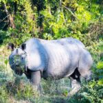 Majestic Indian rhinoceros roaming in lush jungle environment.