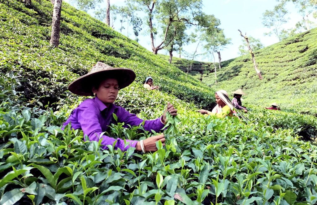 South Asian women working in a verdant tea plantation harvesting leaves during the day.