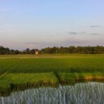 Beautiful view of vibrant green rice paddies during sunset in Silchar, India, capturing nature's serenity.