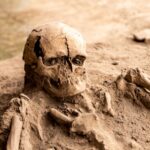 Detailed view of an ancient human skeleton uncovered at an archaeological excavation site, showcasing history.