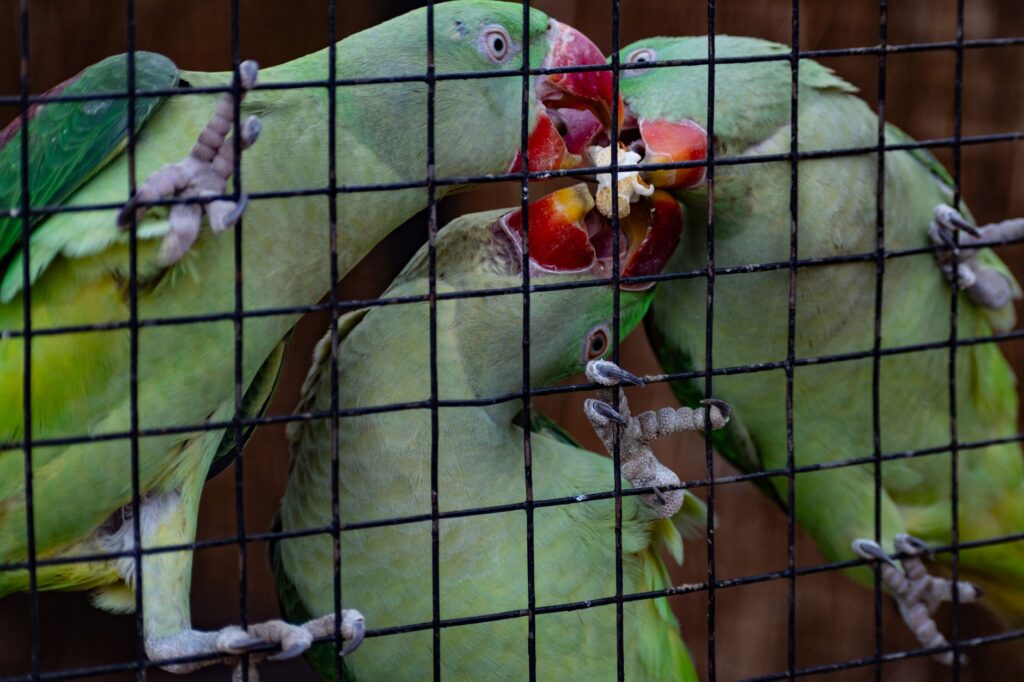 Three green parakeets share popcorn inside a cage, showcasing vibrant colors and animal interaction.