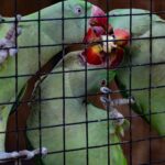 Three green parakeets share popcorn inside a cage, showcasing vibrant colors and animal interaction.