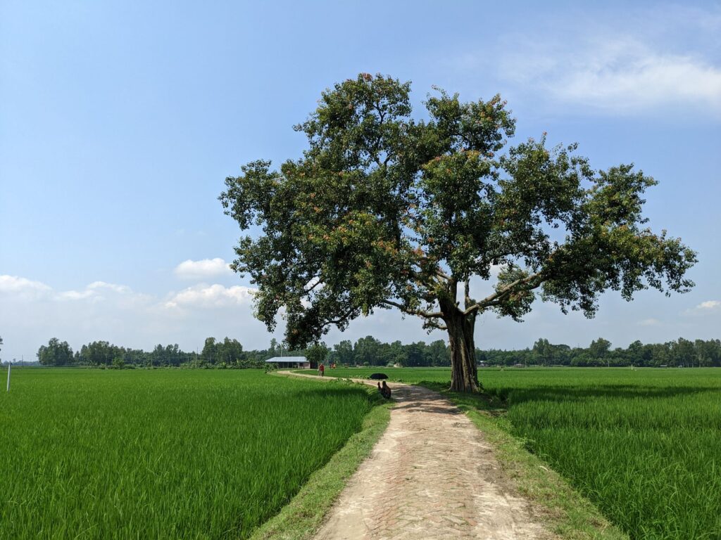 A serene pathway amid lush fields and a solitary tree under a bright sky in Bangladesh.