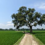 A serene pathway amid lush fields and a solitary tree under a bright sky in Bangladesh.
