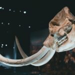 Detailed view of a mammoth skeleton's tusks and skull in a museum exhibition.
