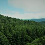 Scenic vista of dense green forests in Ueda, Nagano, Japan, under cloudy skies.