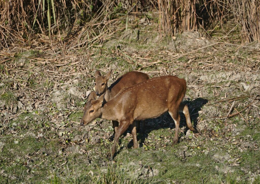A pair of barking deer foraging in Kaziranga National Park, Assam, India.