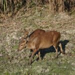 A pair of barking deer foraging in Kaziranga National Park, Assam, India.