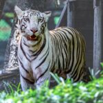 Close-up of a majestic white tiger with vivid stripes standing in its natural habitat.