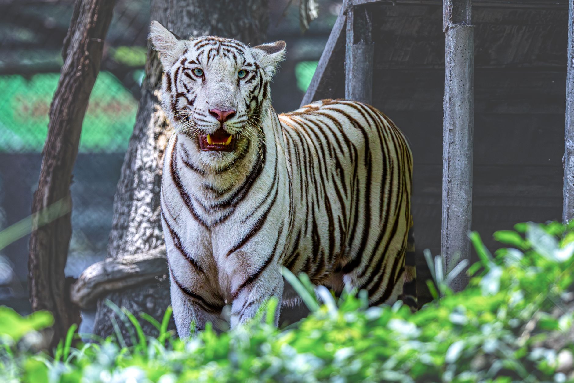Close-up of a majestic white tiger with vivid stripes standing in its natural habitat.