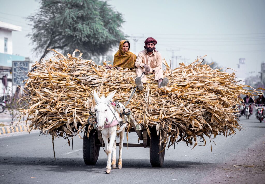 A donkey cart carrying crops on the streets of Khairpur Tamewali, Punjab.