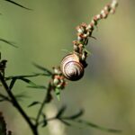A detailed view of a snail on a plant branch, showcasing nature's beauty and delicate balance.