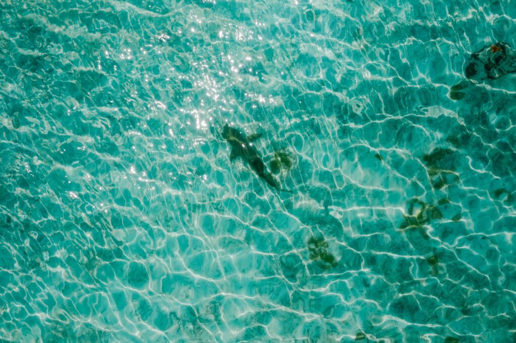 Stunning aerial shot of a shark swimming in clear turquoise water, capturing the beauty of marine life.