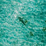 Stunning aerial shot of a shark swimming in clear turquoise water, capturing the beauty of marine life.