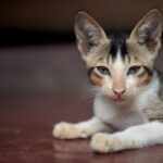 A cute kitten resting on the floor in Mymensingh, Bangladesh. Perfect for pet lovers.