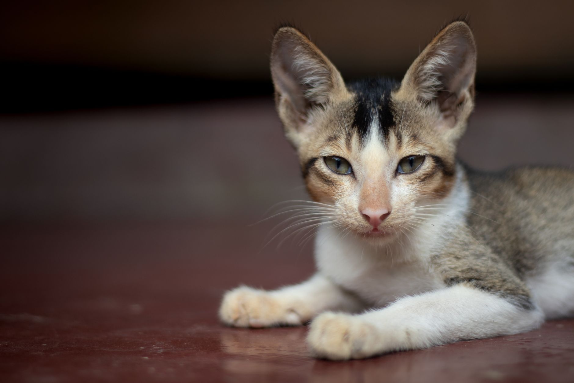 A cute kitten resting on the floor in Mymensingh, Bangladesh. Perfect for pet lovers.