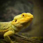 Detailed close-up of a bearded dragon, showcasing its scales and natural habitat.