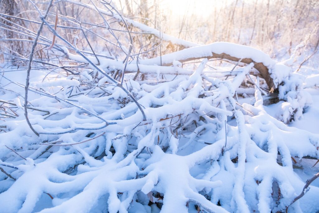 Close-up of a fallen tree covered in snow amidst a serene winter landscape.