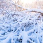 Close-up of a fallen tree covered in snow amidst a serene winter landscape.