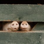 Two pig snouts peeking through a wooden fence on a farm, showcasing playful curiosity.