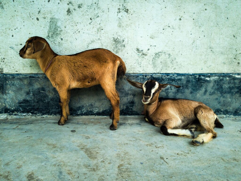 Two young goats in a rural setting resting against a textured wall in Alikadam, Bangladesh.
