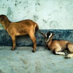 Two young goats in a rural setting resting against a textured wall in Alikadam, Bangladesh.