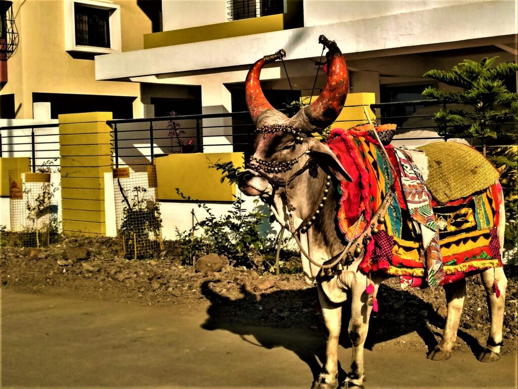 A vibrantly decorated cow standing outdoors against urban architecture.